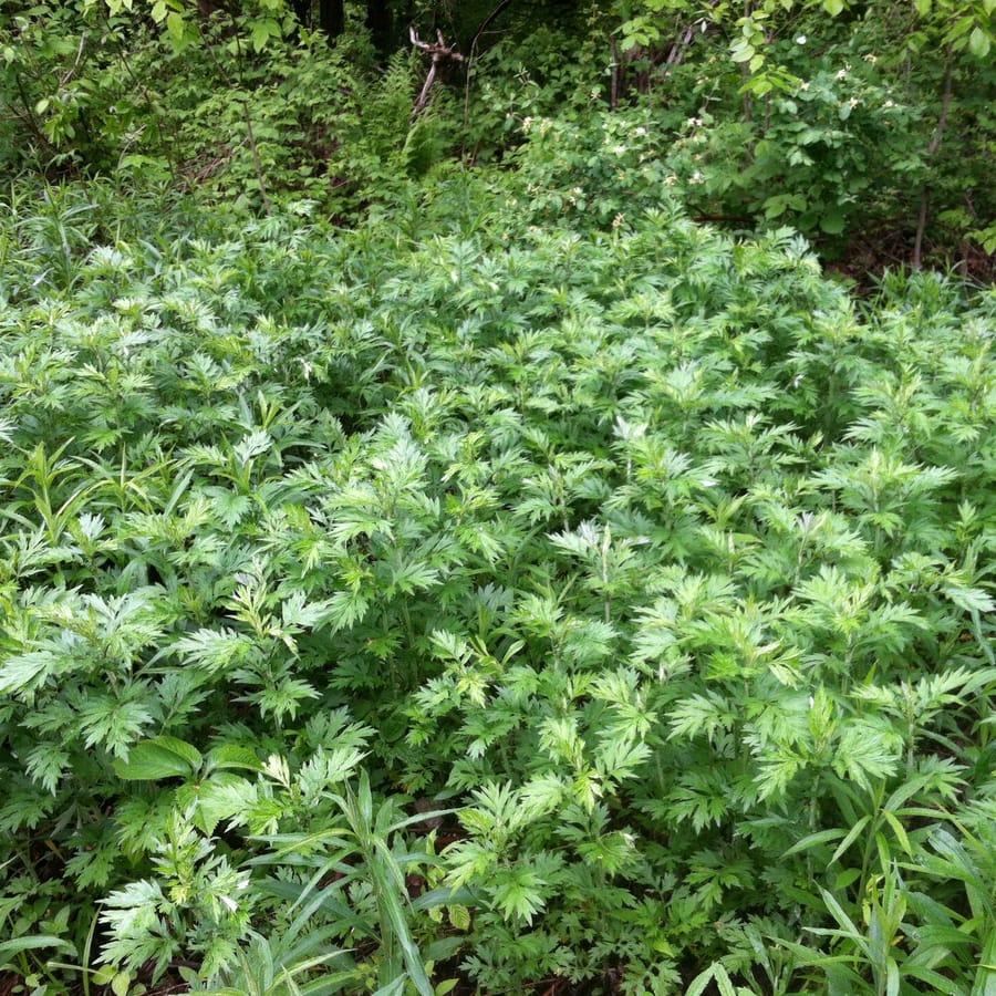 Bijvoet (Artemisia vulgaris) zaden