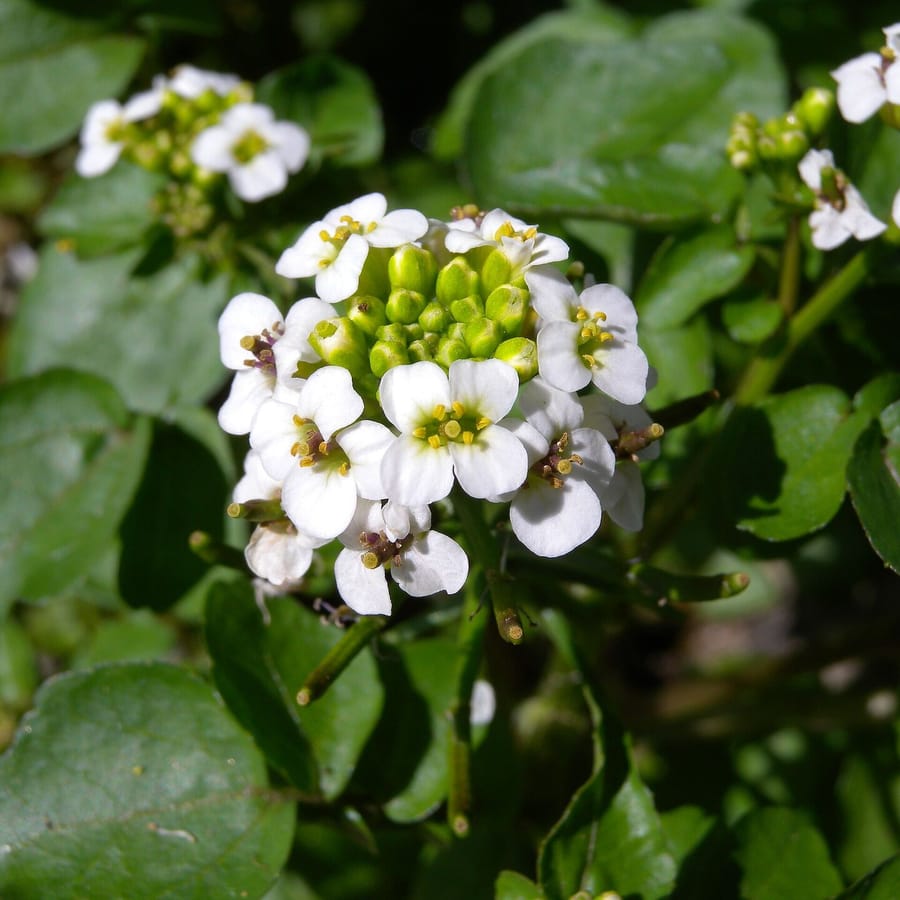 Witte waterkers (Nasturtium officinale) zaden