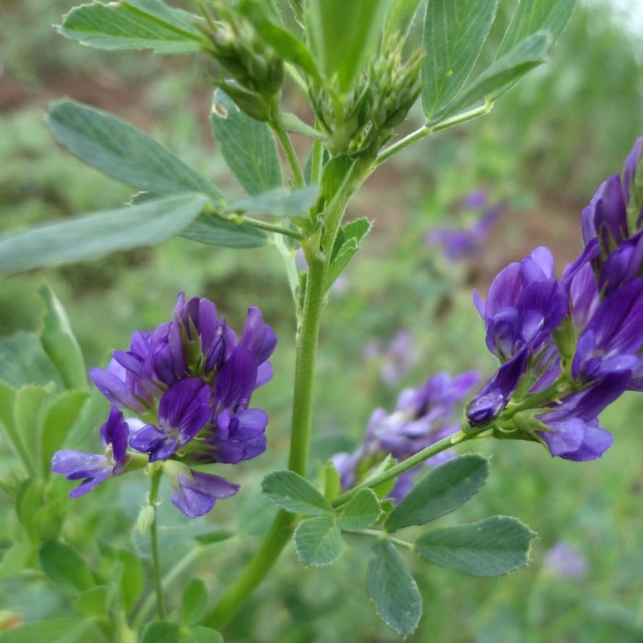 Luzerne/Alfalfa (Medicago sativa) zaden