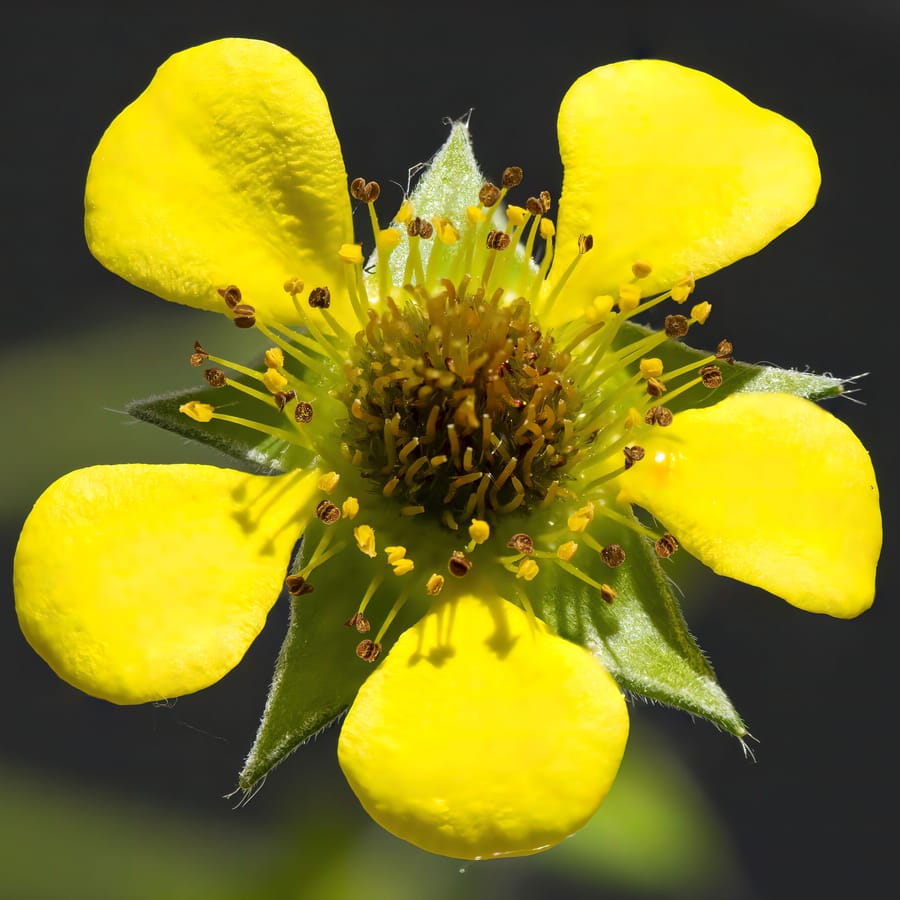 Geel nagelkruid (Geum urbanum) zaden