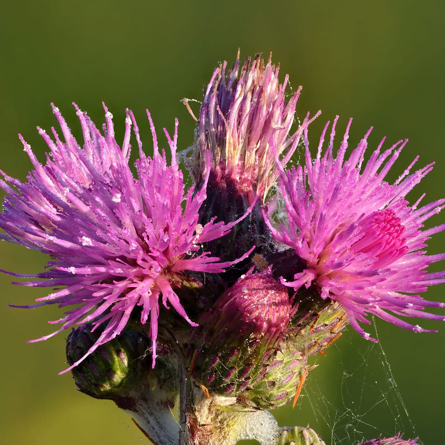 Kale jonker (Cirsium palustre) zaden
