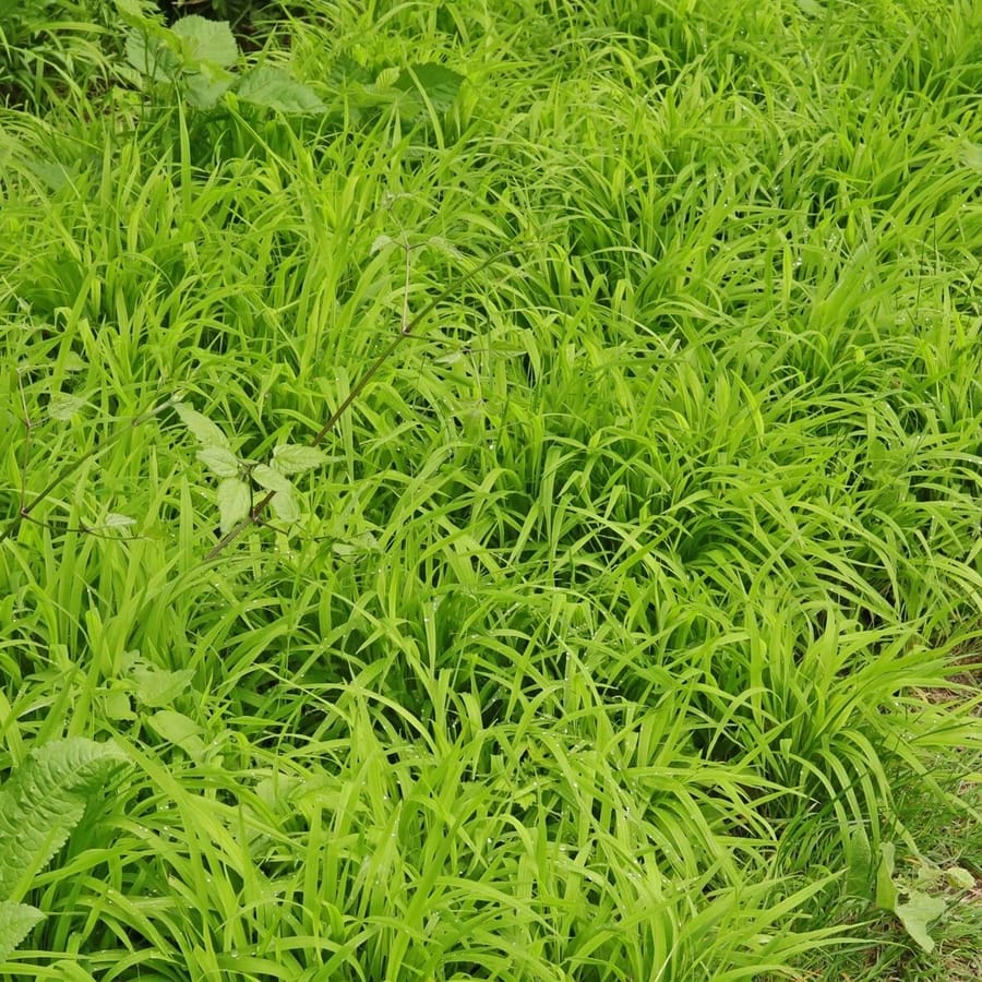 Boskortsteel (Brachypodium sylvaticum) zaden