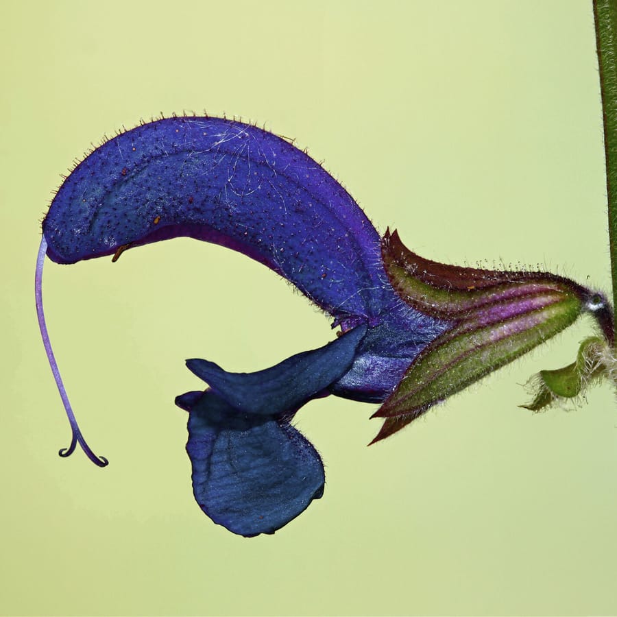 Veldsalie (Salvia pratensis) zaden