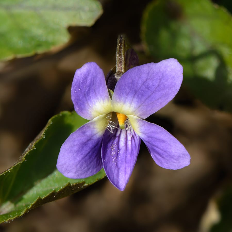 Maarts viooltje (Viola odorata) zaden