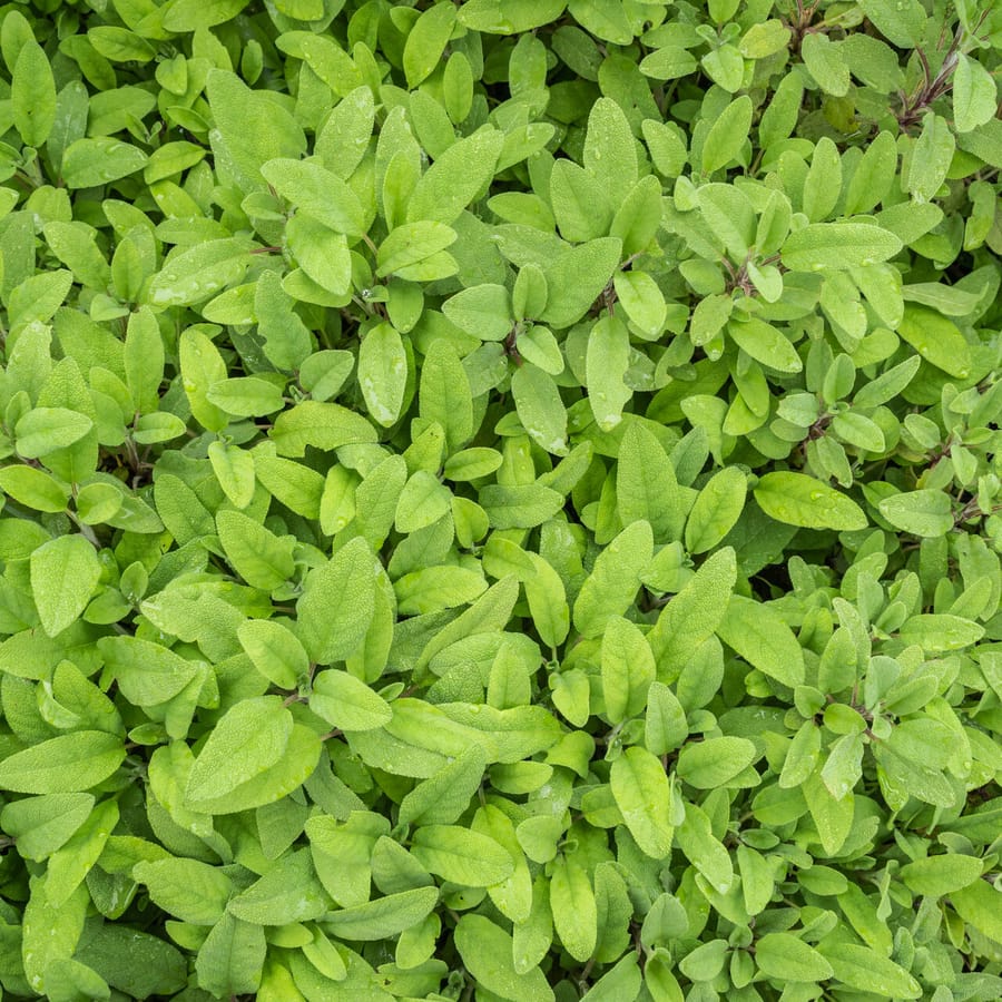 Echte salie (Salvia officinalis) zaden