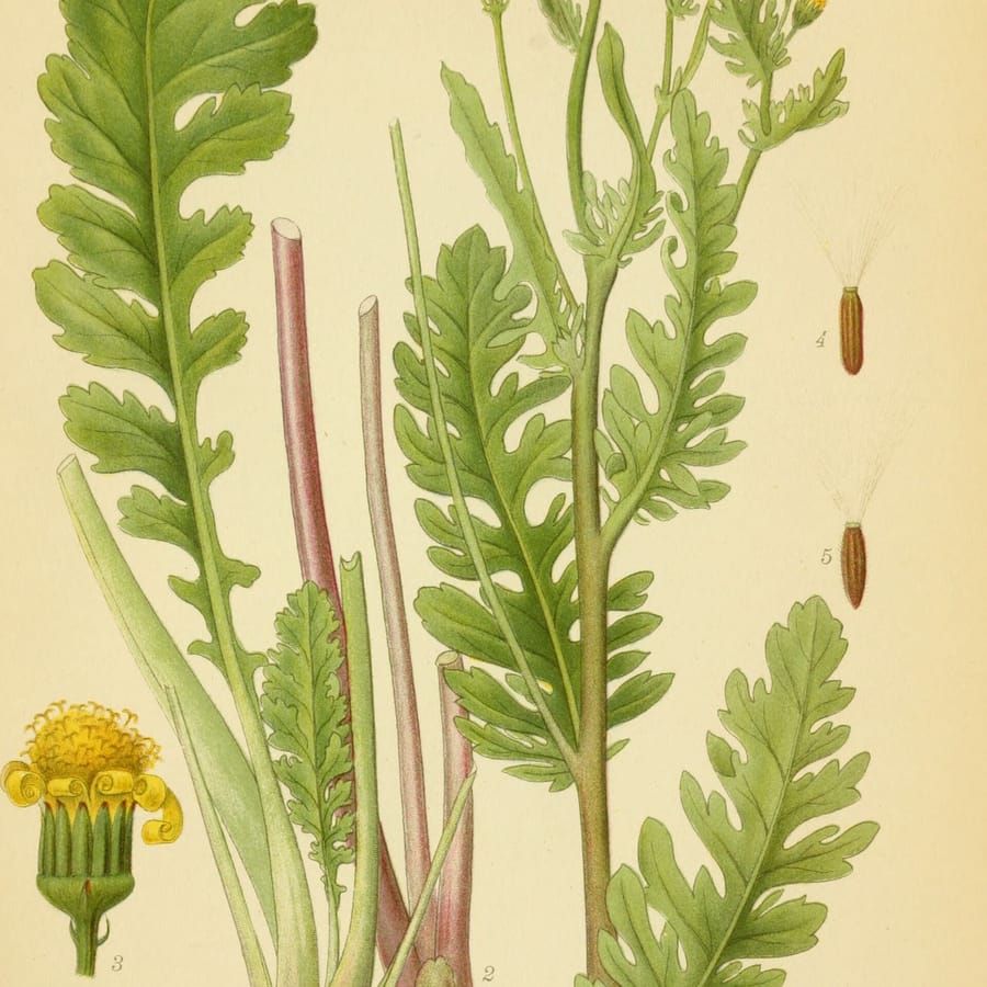 Gewoon jakobskruiskruid (Jacobaea vulgaris ssp. vulgaris) zaden