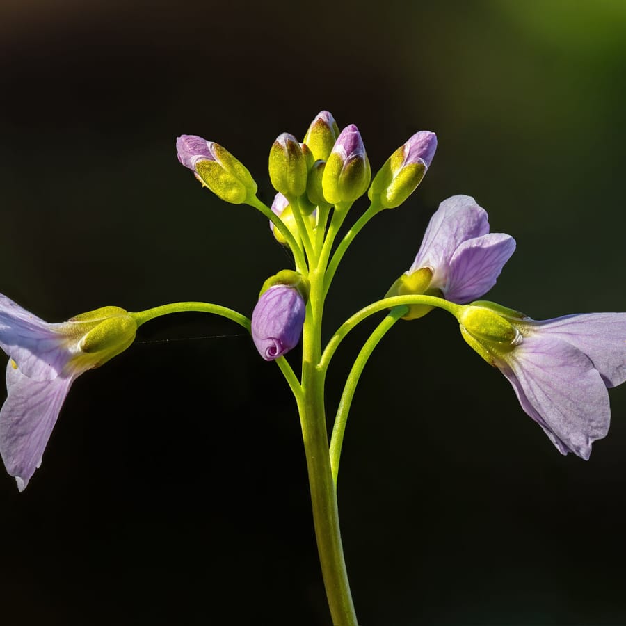 Pinksterbloem (Cardamine pratensis) zaden