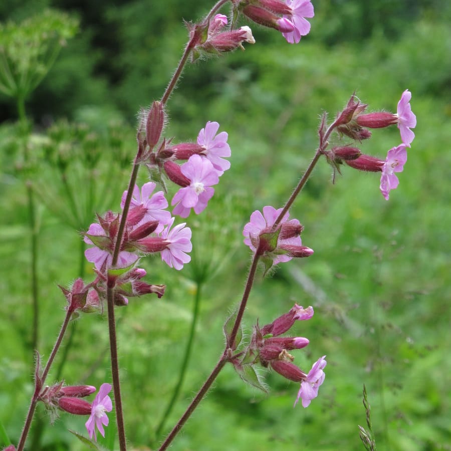 Dagkoekoeksbloem (Silene dioica) zaden