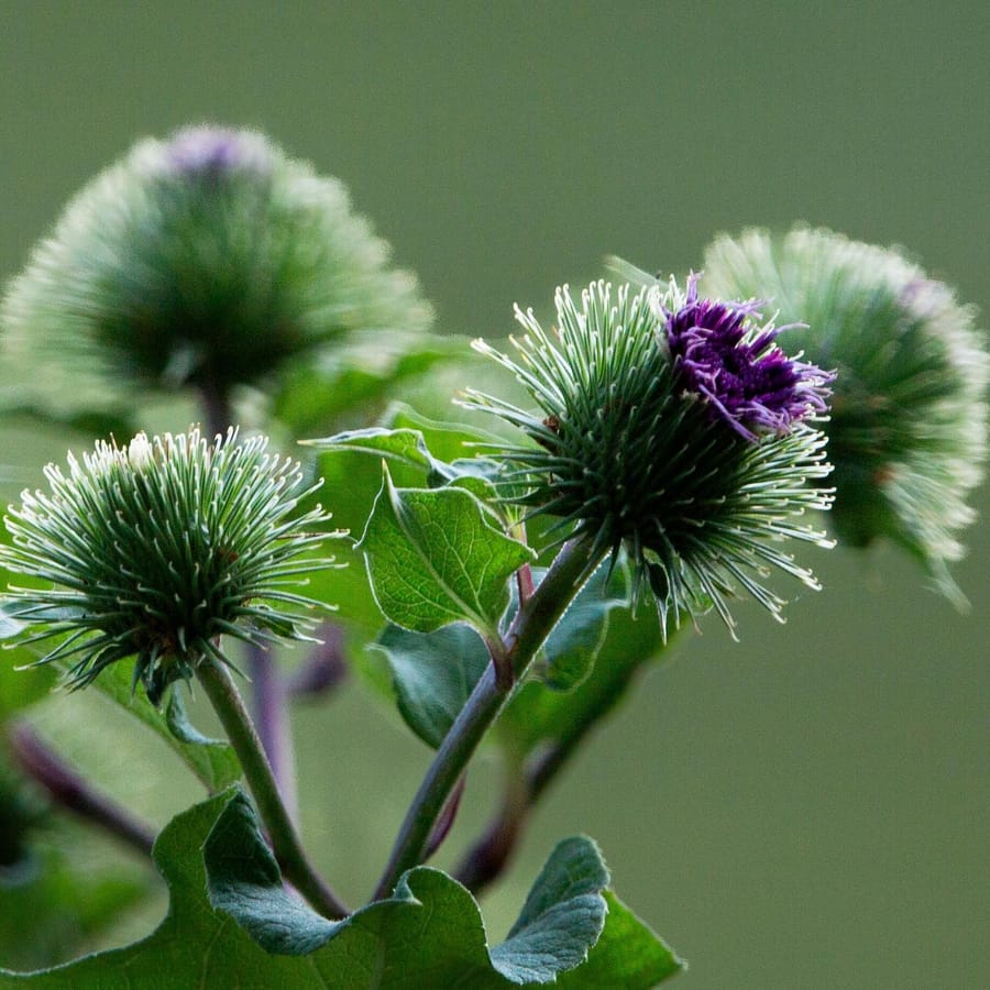 Grote klit BIO (Arctium lappa) zaden