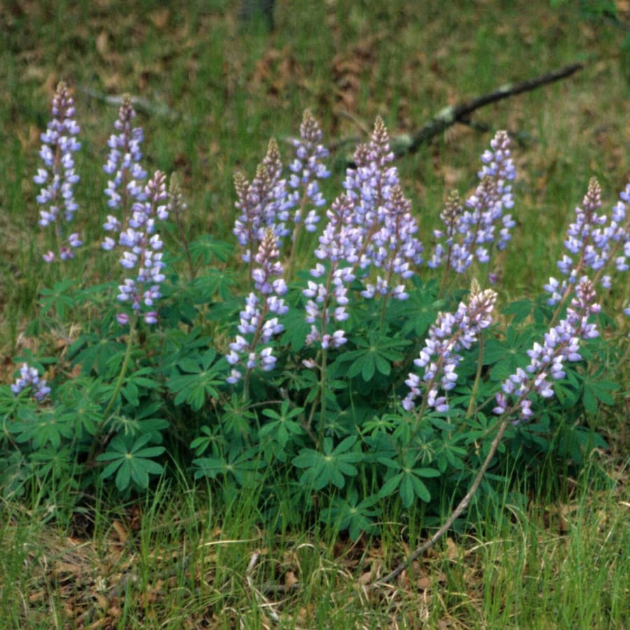 Wilde lupine (Lupinus perennis) zaden