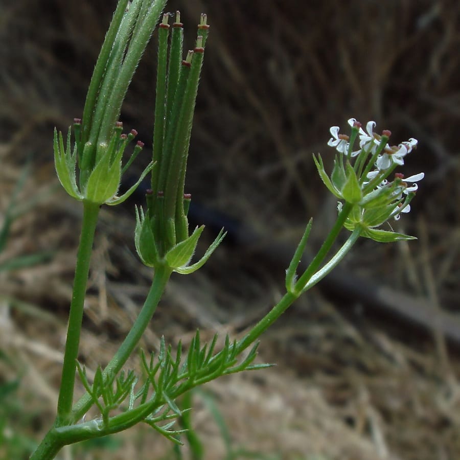 Naaldenkervel (Scandix pecten-veneris) zaden