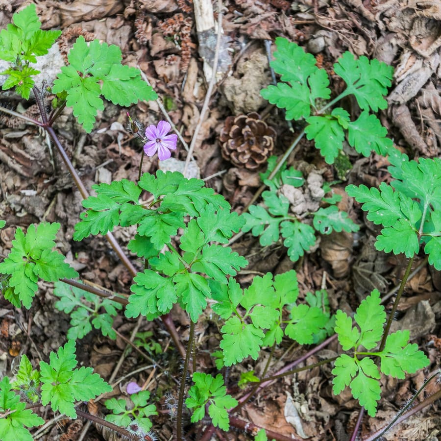 Robertskruid (Geranium robertianum) zaden