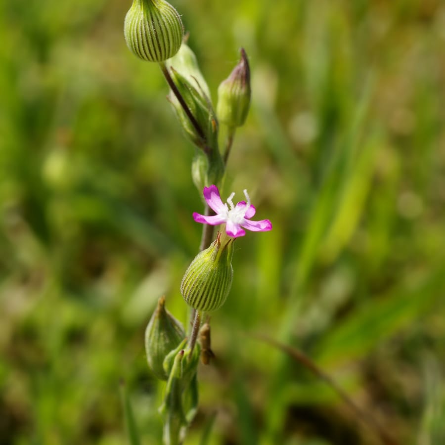 Kegelsilene (Silene conica) zaden