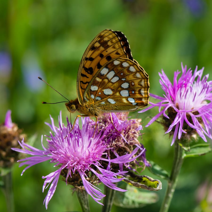 Knoopkruid (Centaurea jacea) zaden
