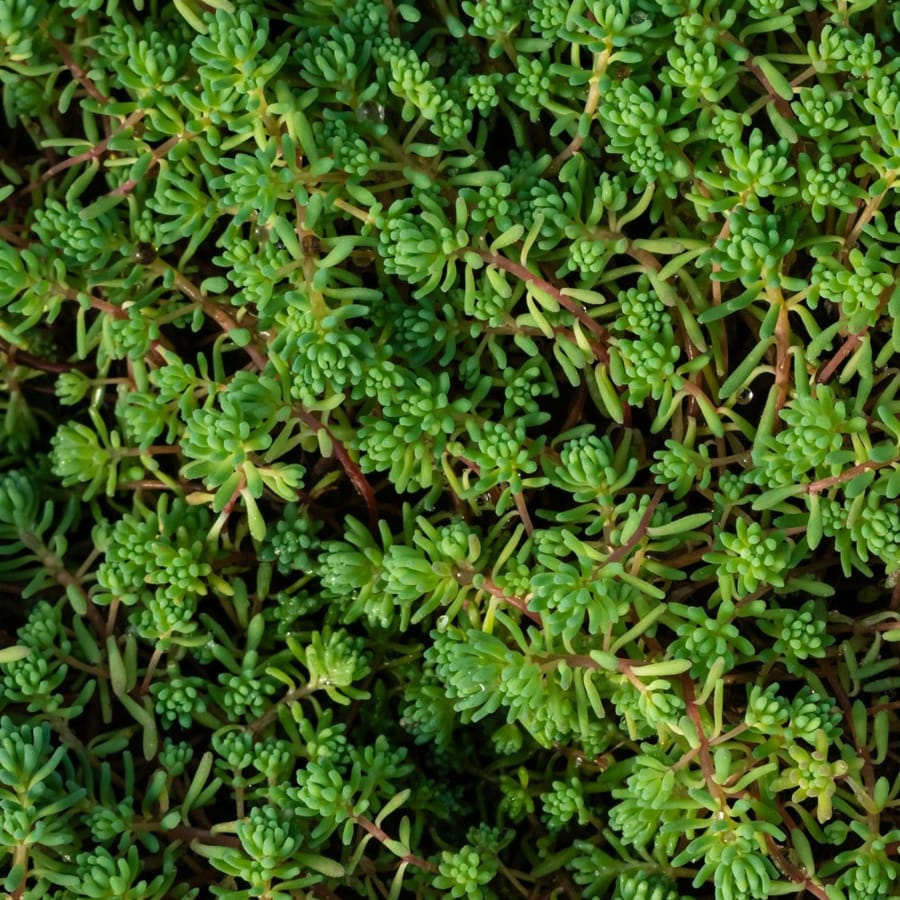 Tripmadam (Sedum rupestre) zaden