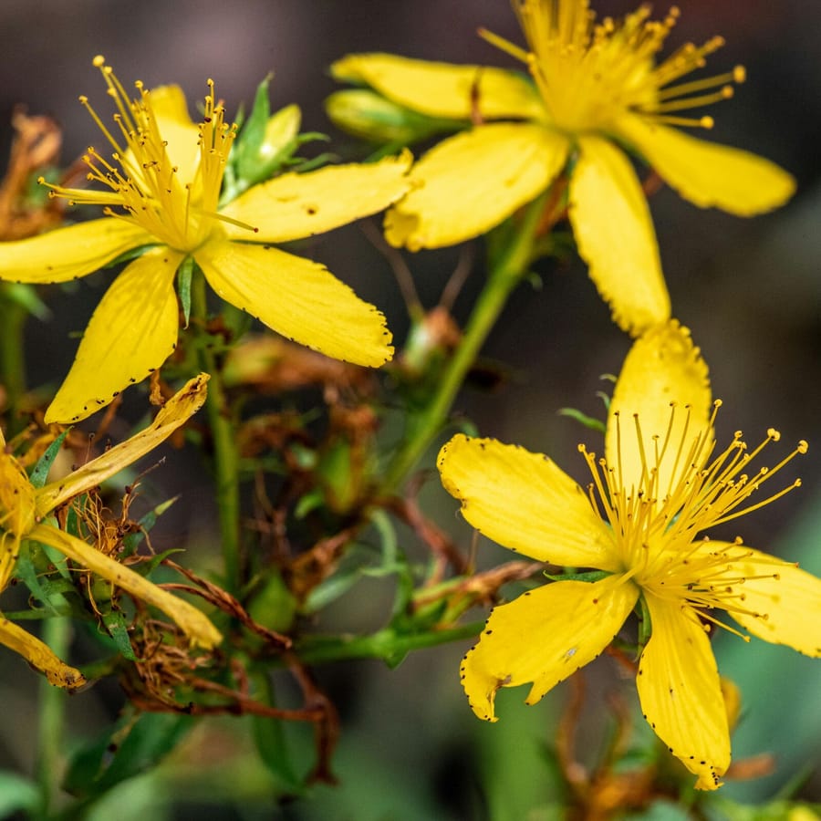 Sint-Janskruid BIO (Hypericum perforatum) zaden