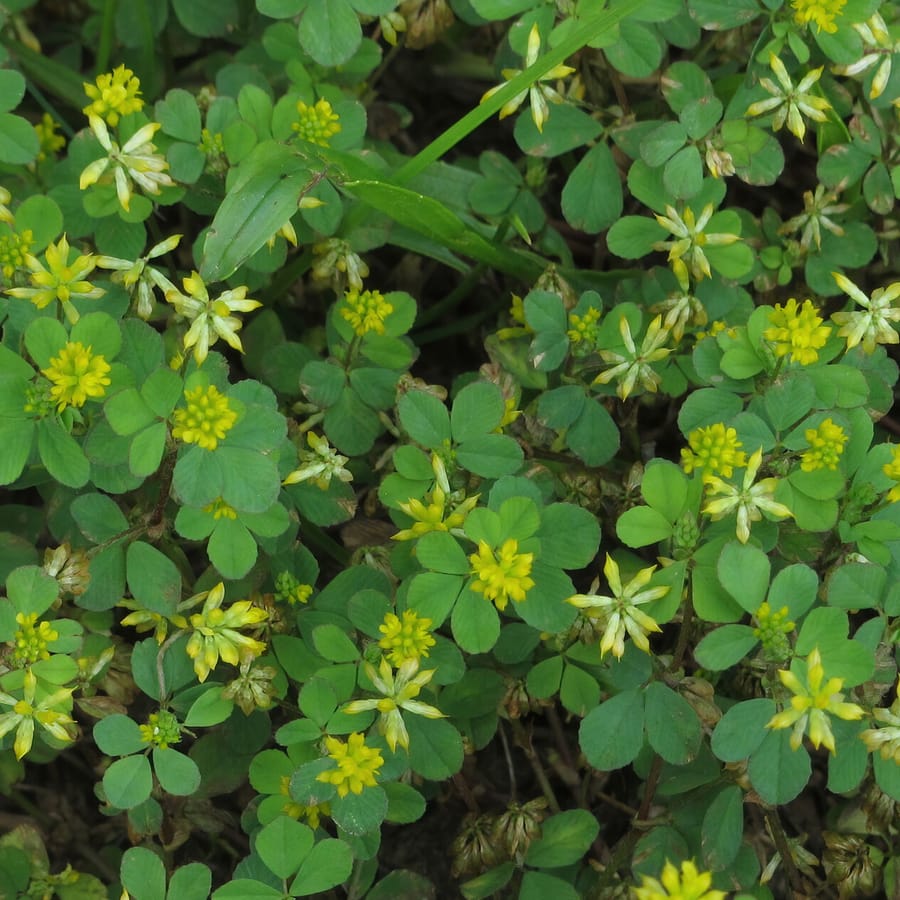 Kleine klaver (Trifolium dubium) zaden
