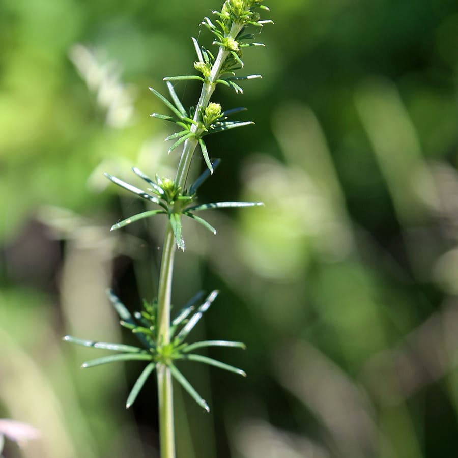 Geel walstro (Galium verum) zaden
