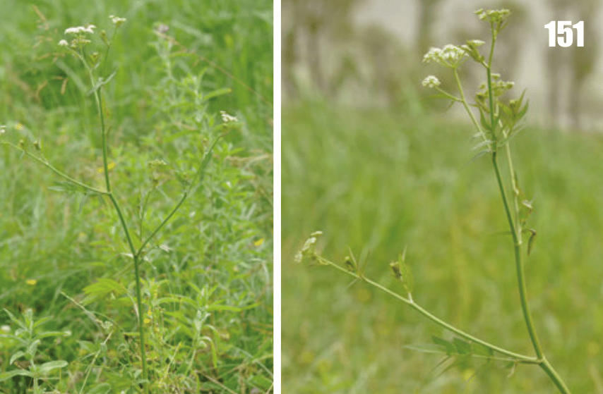 Suikerwortel (Sium sisarum) zaden