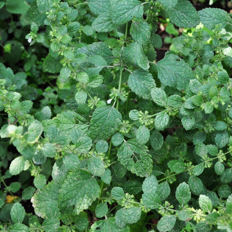 Citroenmelisse (Melissa officinalis) zaden