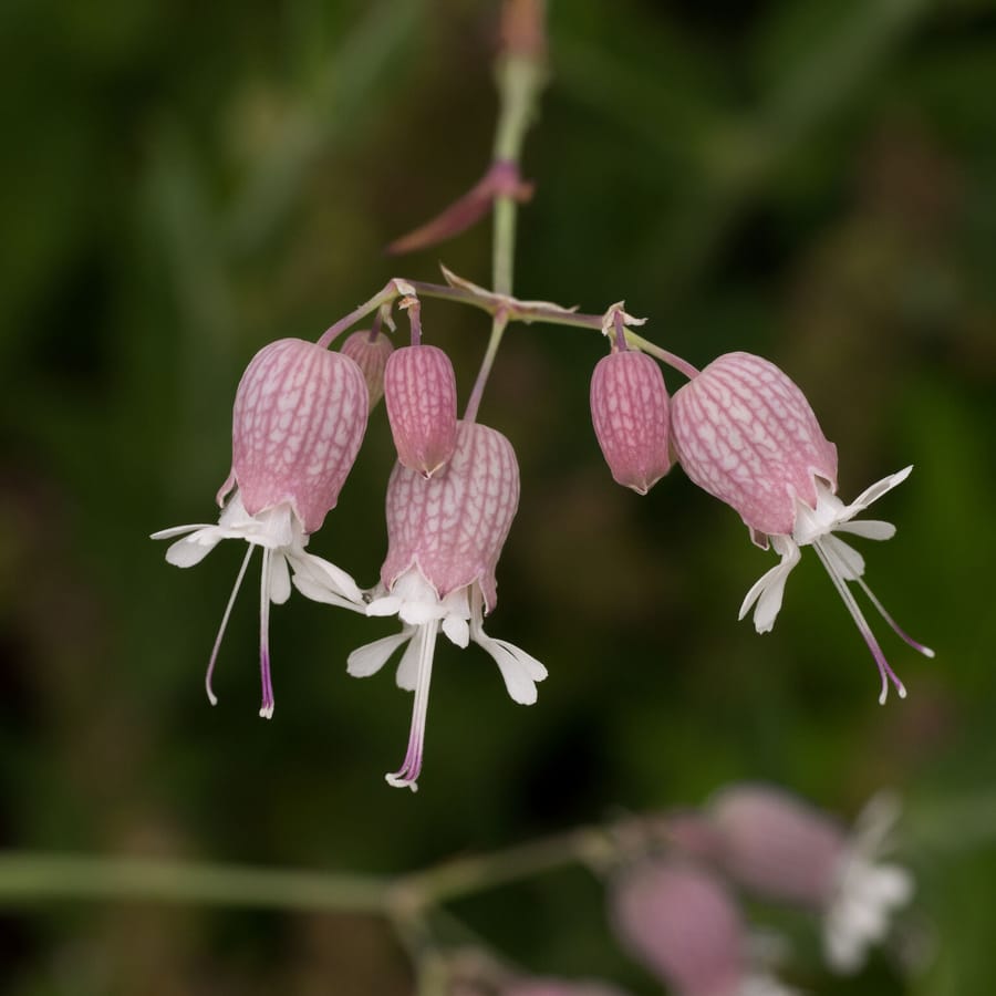 Blaassilene (Silene vulgaris) zaden