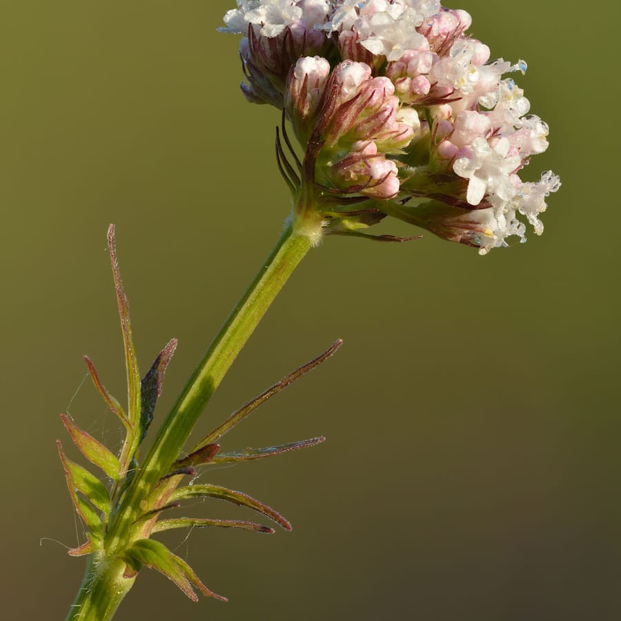Echte valeriaan (Valeriana officinalis) zaden