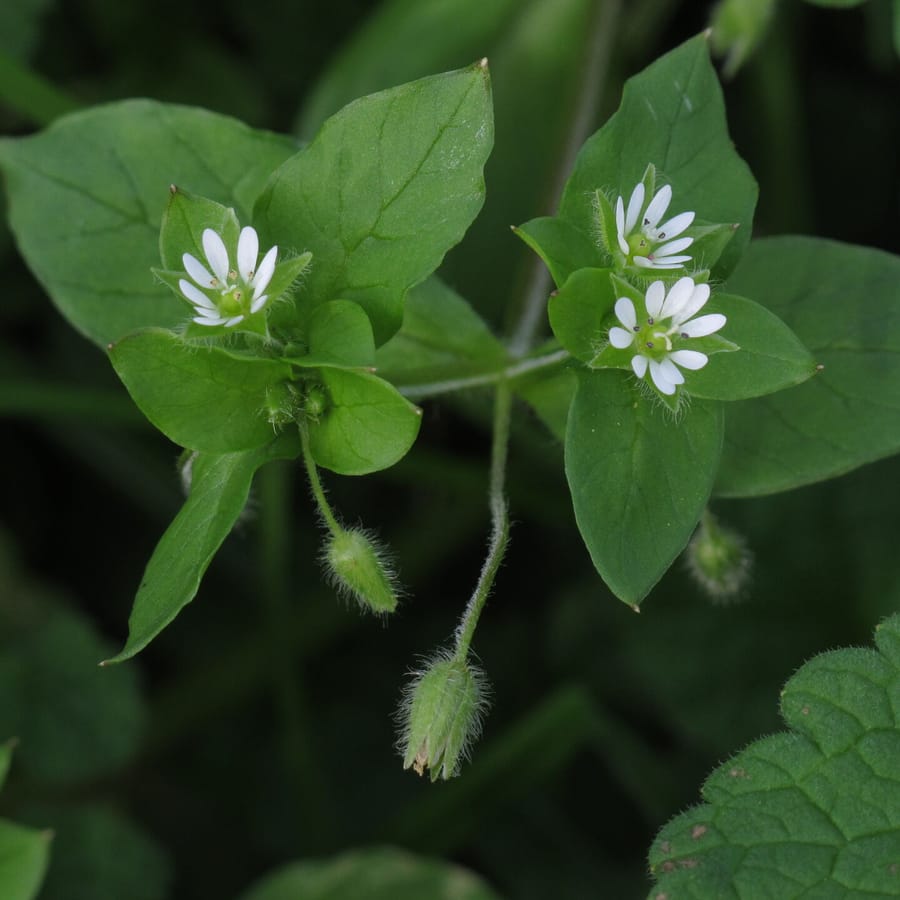 Vogelmuur (Stellaria media) zaden