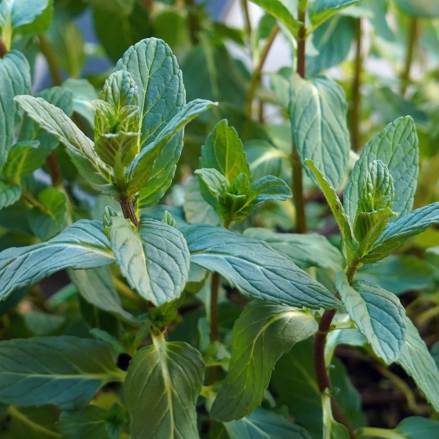 Aarmunt (Mentha spicata) zaden