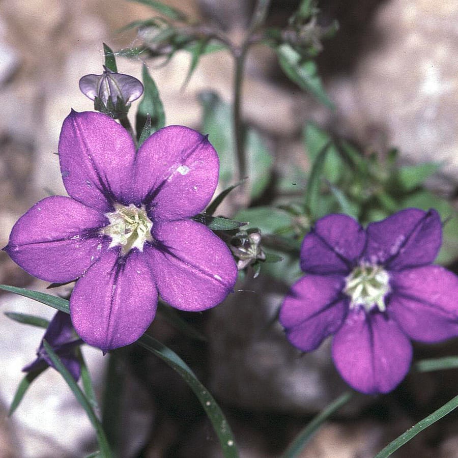 Groot spiegelklokje – cultuurvariant (Legousia speculum-veneris) zaden