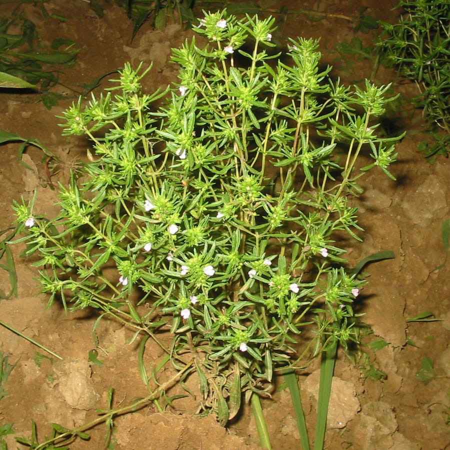Bonenkruid (Satureja hortensis) zaden