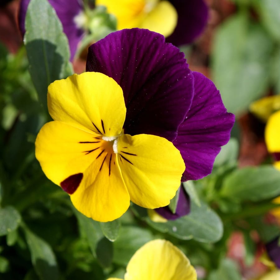 Driekleurig viooltje (Viola tricolor ssp. tricolor) zaden