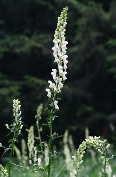 Gele monnikskap (Aconitum vulparia) zaden