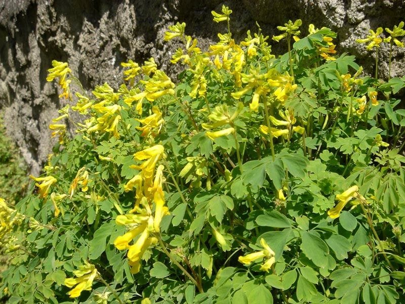 Gele helmbloem (Pseudofumaria lutea) zaden