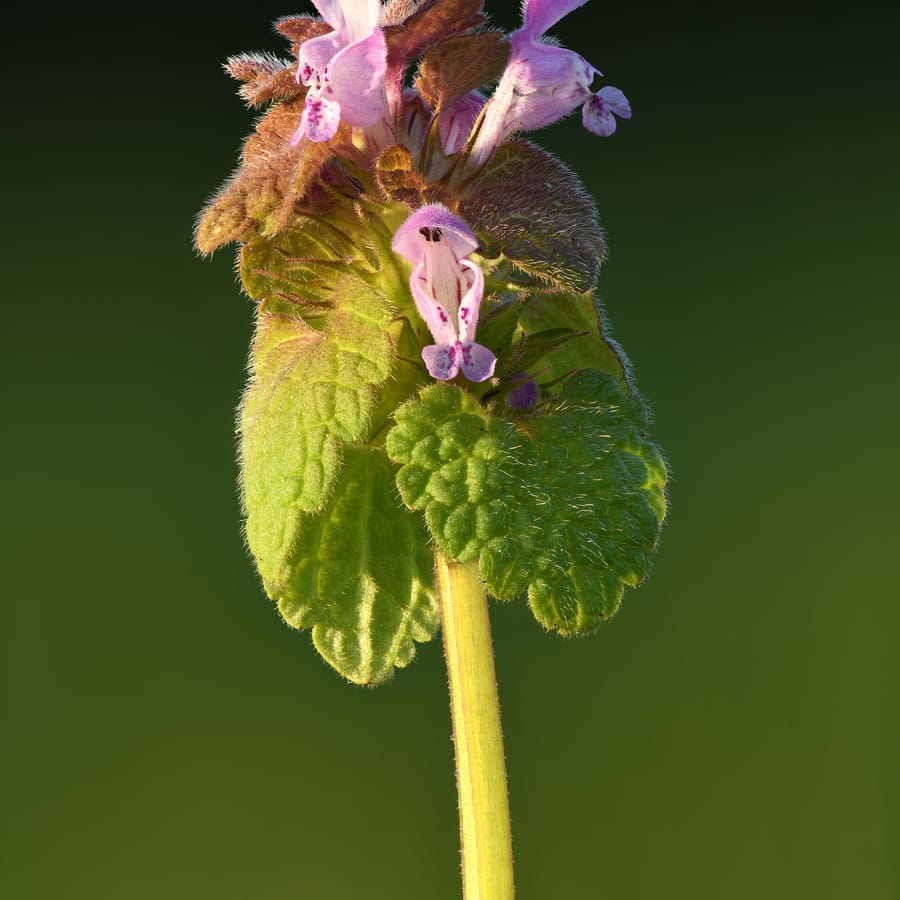 Paarse dovenetel (Lamium purpureum) zaden