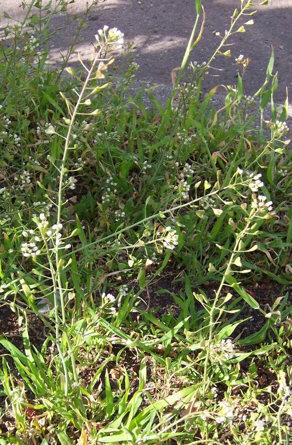 Herderstasje (Capsella bursa-pastoris) zaden