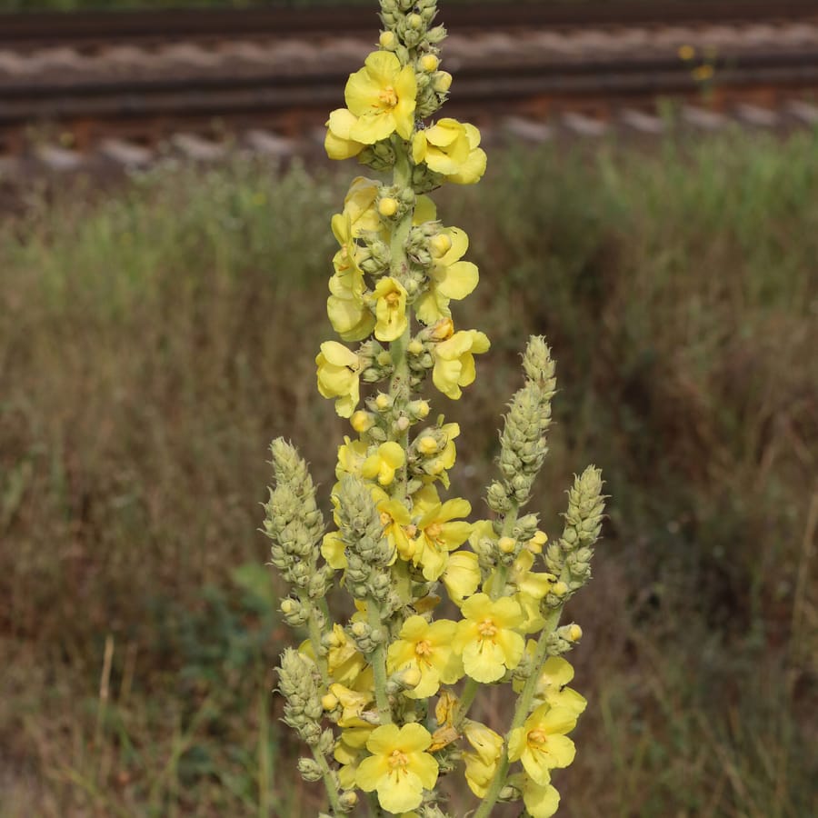 Keizerskaars (Verbascum phlomoides) zaden