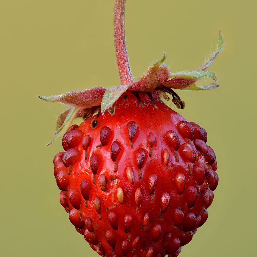 Bosaardbei (Fragaria vesca) zaden