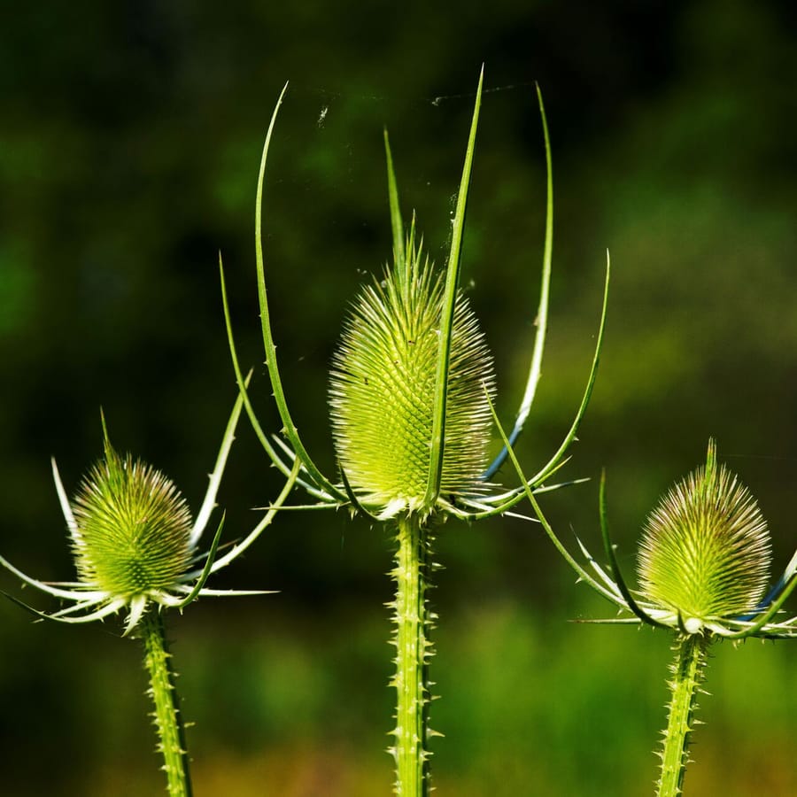 Grote kaardenbol BIO (Dipsacus fullonum) zaden