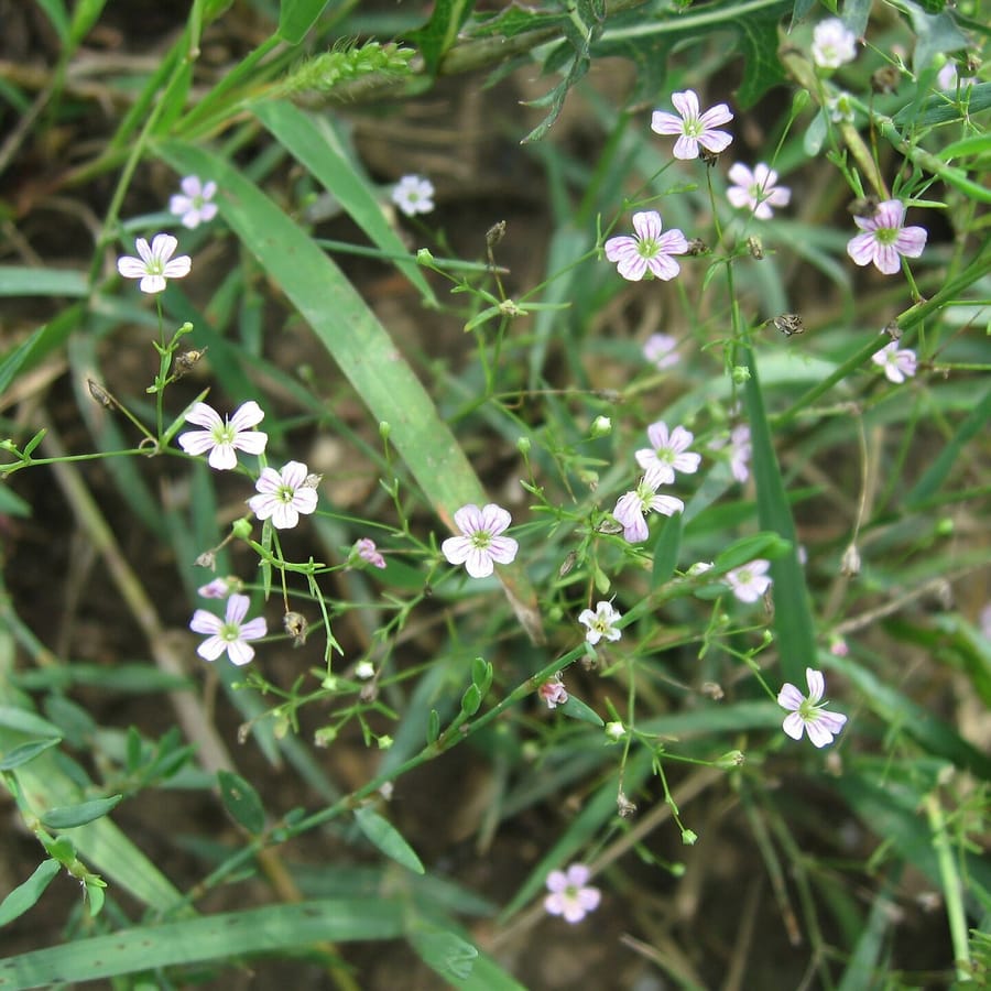 Gipskruid (Gypsophila muralis) zaden