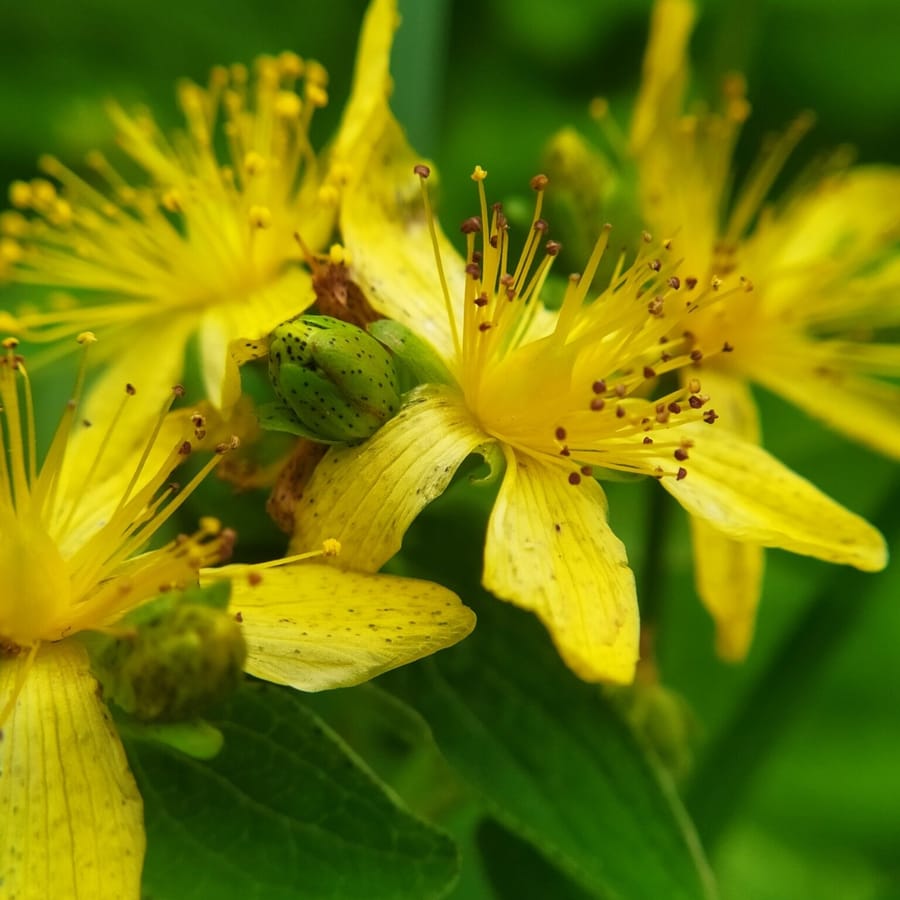 Gevlekt hertshooi (Hypericum maculatum ssp. maculatum) zaden