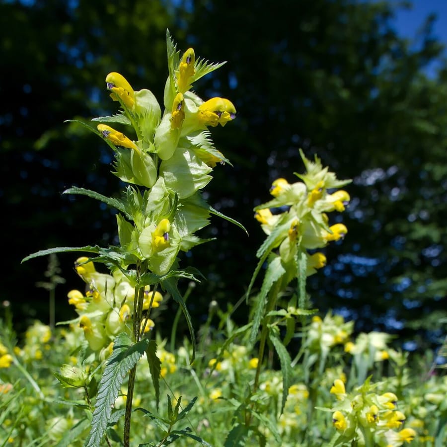 Grote ratelaar BIO (Rhinanthus angustifolius) zaden