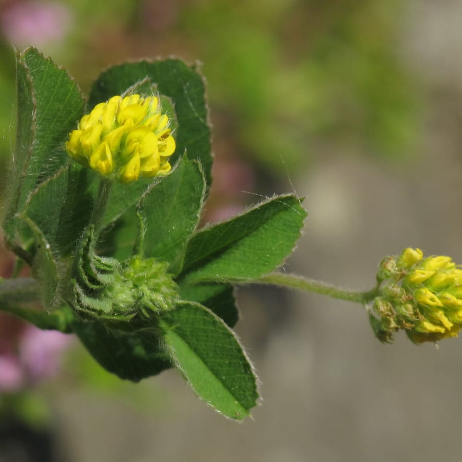 Hopklaver (Medicago lupulina) zaden