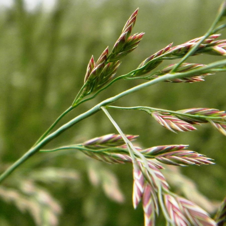 Rood zwenkgras BIO (Festuca rubra) zaden