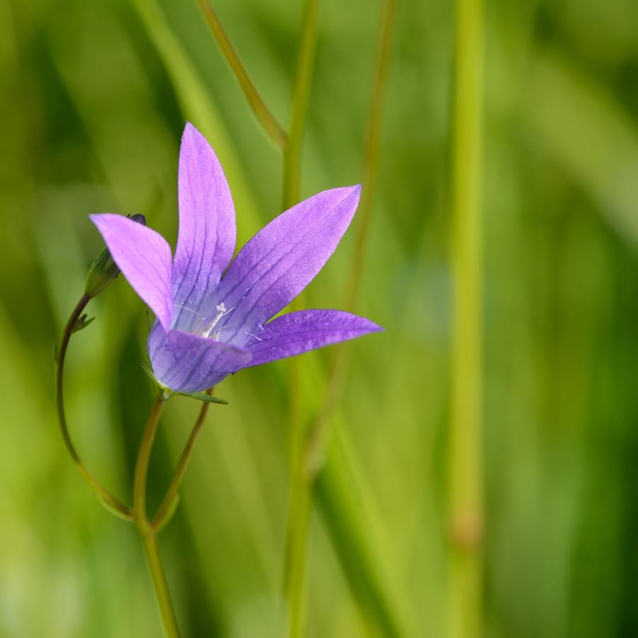 Weideklokje (Campanula patula) zaden