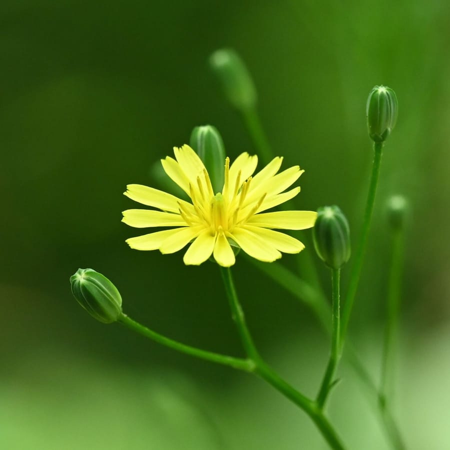 Akkerkool (Lapsana communis) zaden