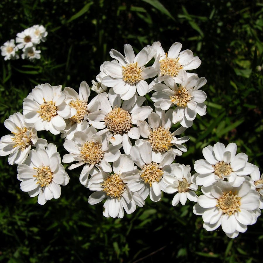 Wilde bertram (Achillea ptarmica) zaden