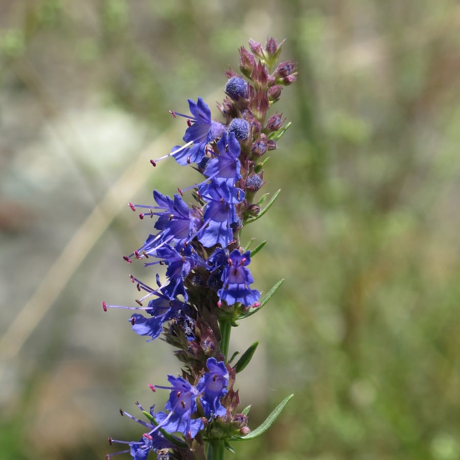 Hyssop (Hyssopus officinalis) zaden