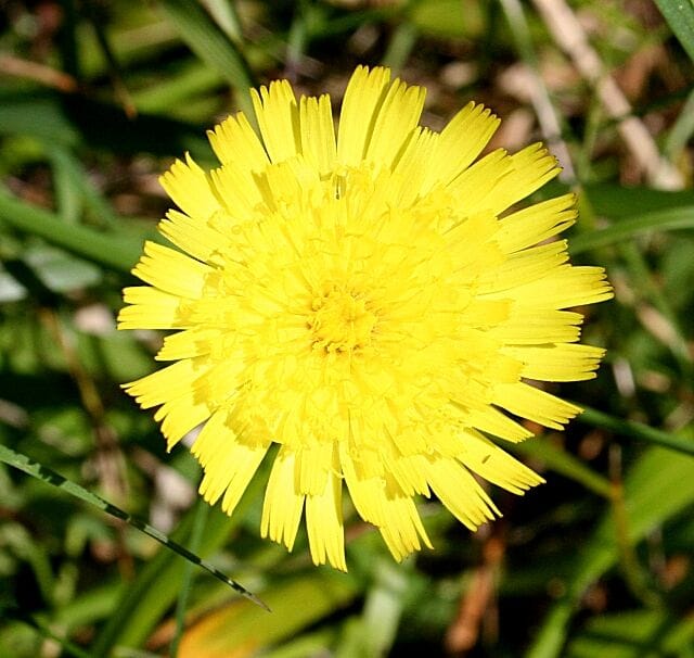 Muizenoor (Pilosella officinarum) zaden