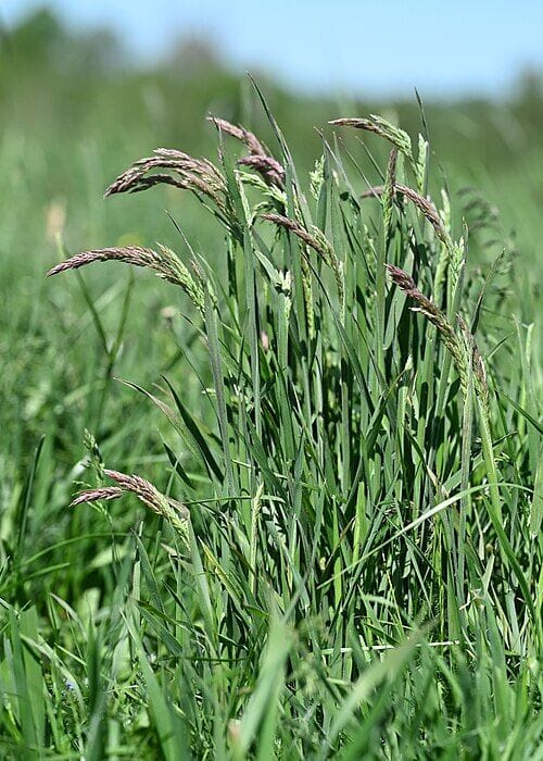 Gestreepte Witbol (Holcus lanatus) zaden