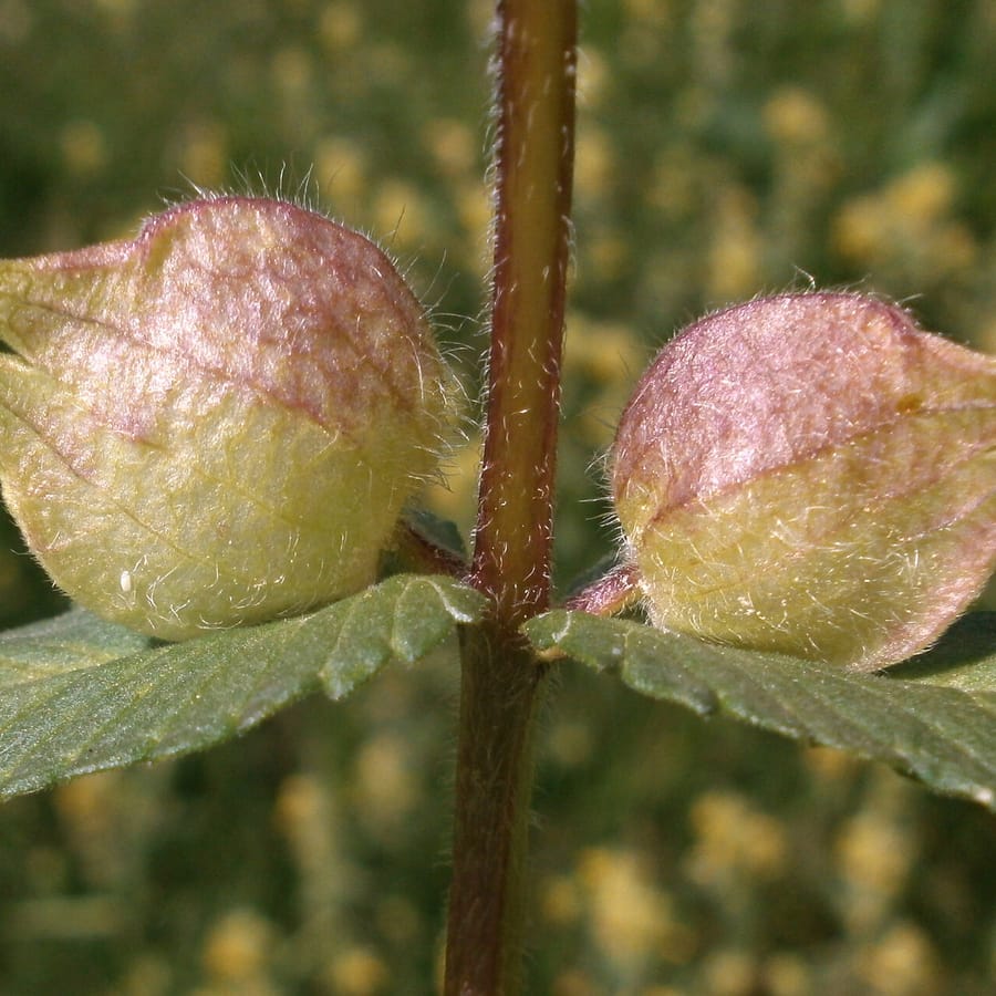 Harige ratelaar (Rhinanthus alectorolophus) zaden